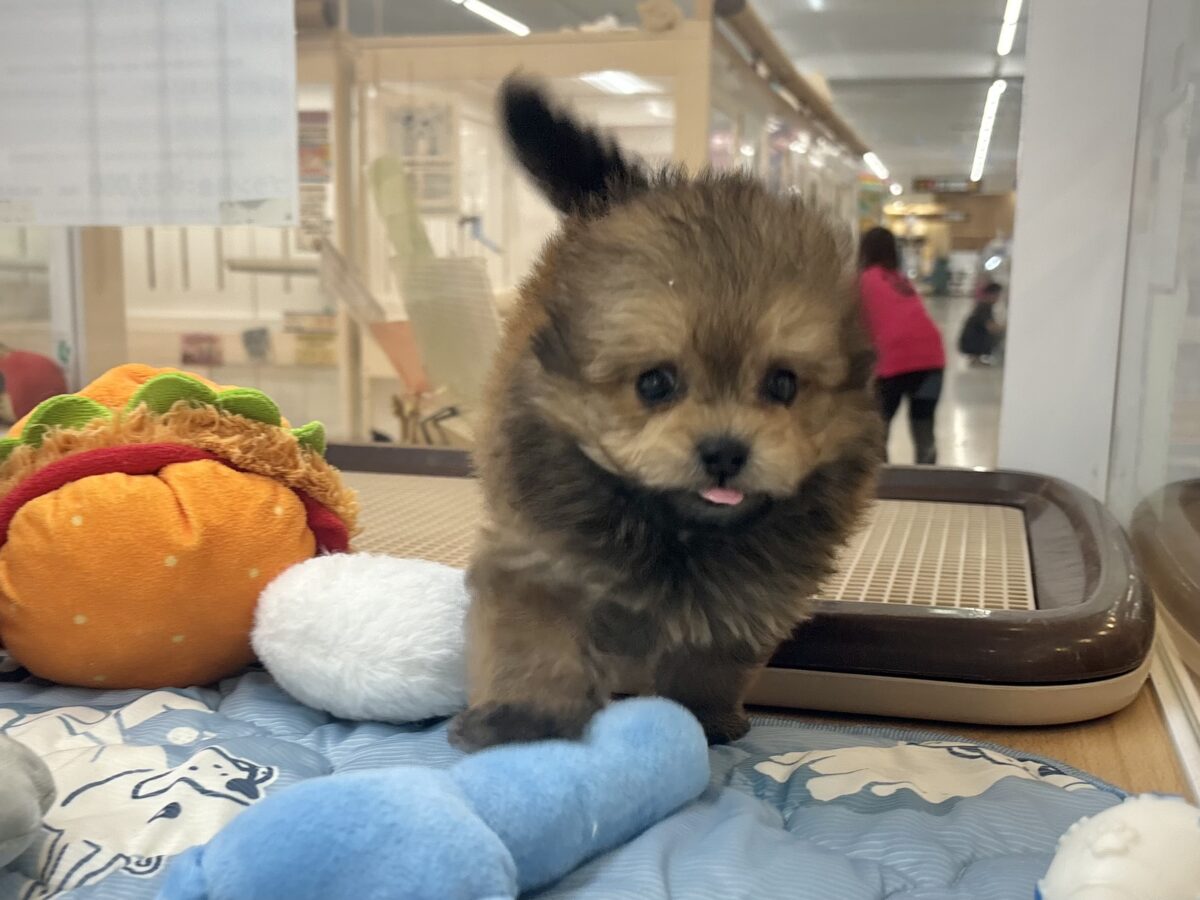 ポメプー
