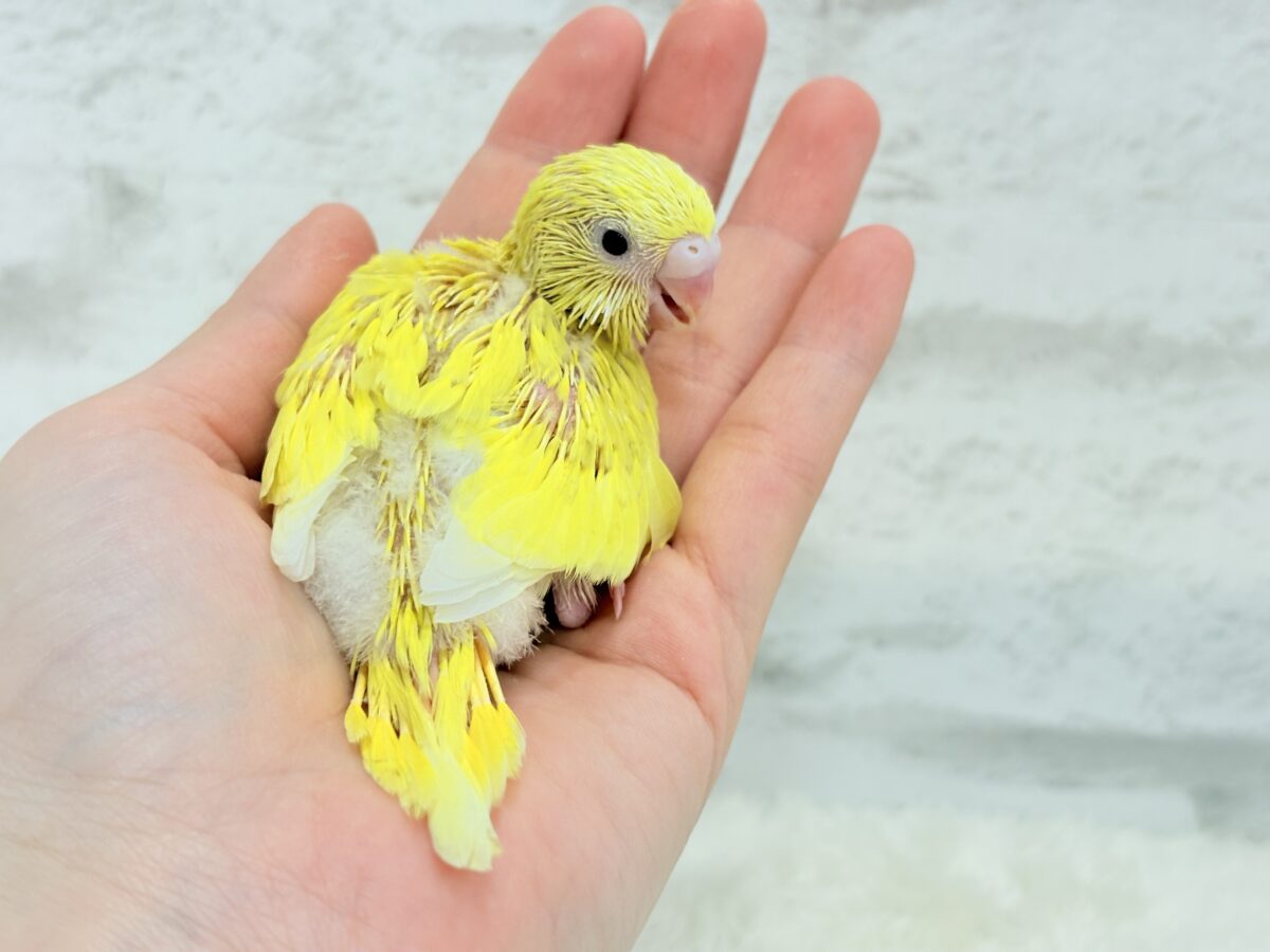 セキセイインコ