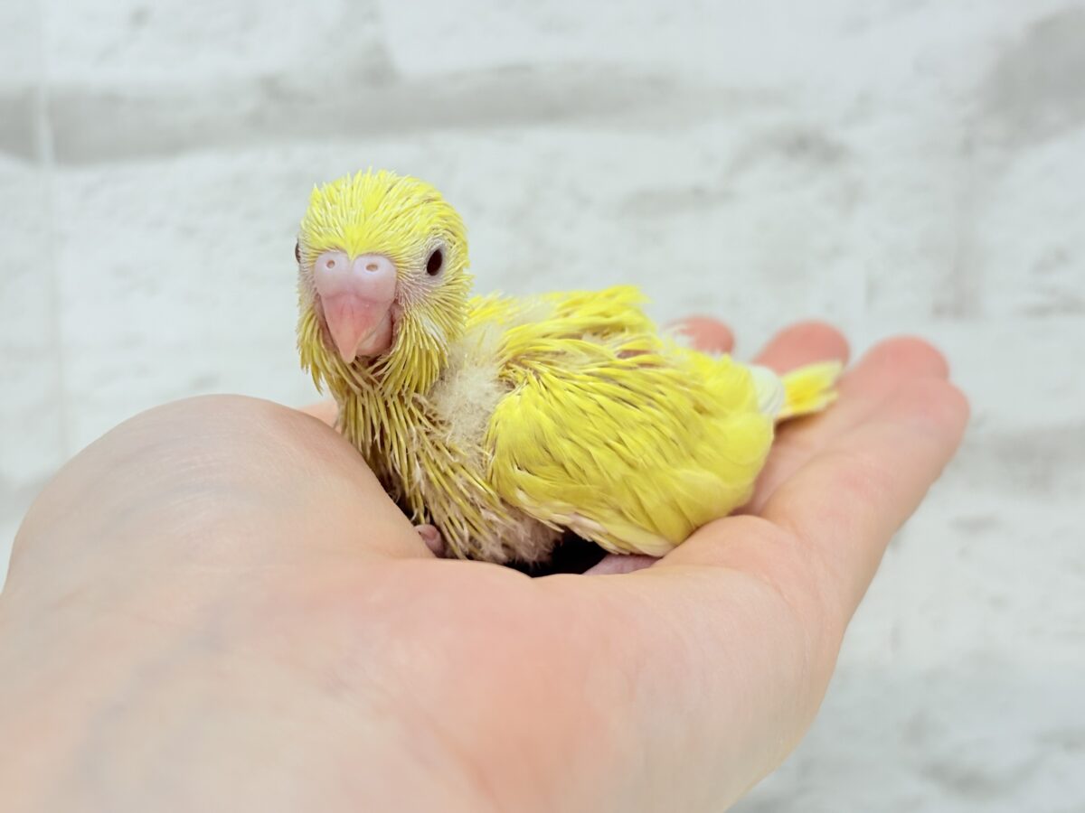 セキセイインコ