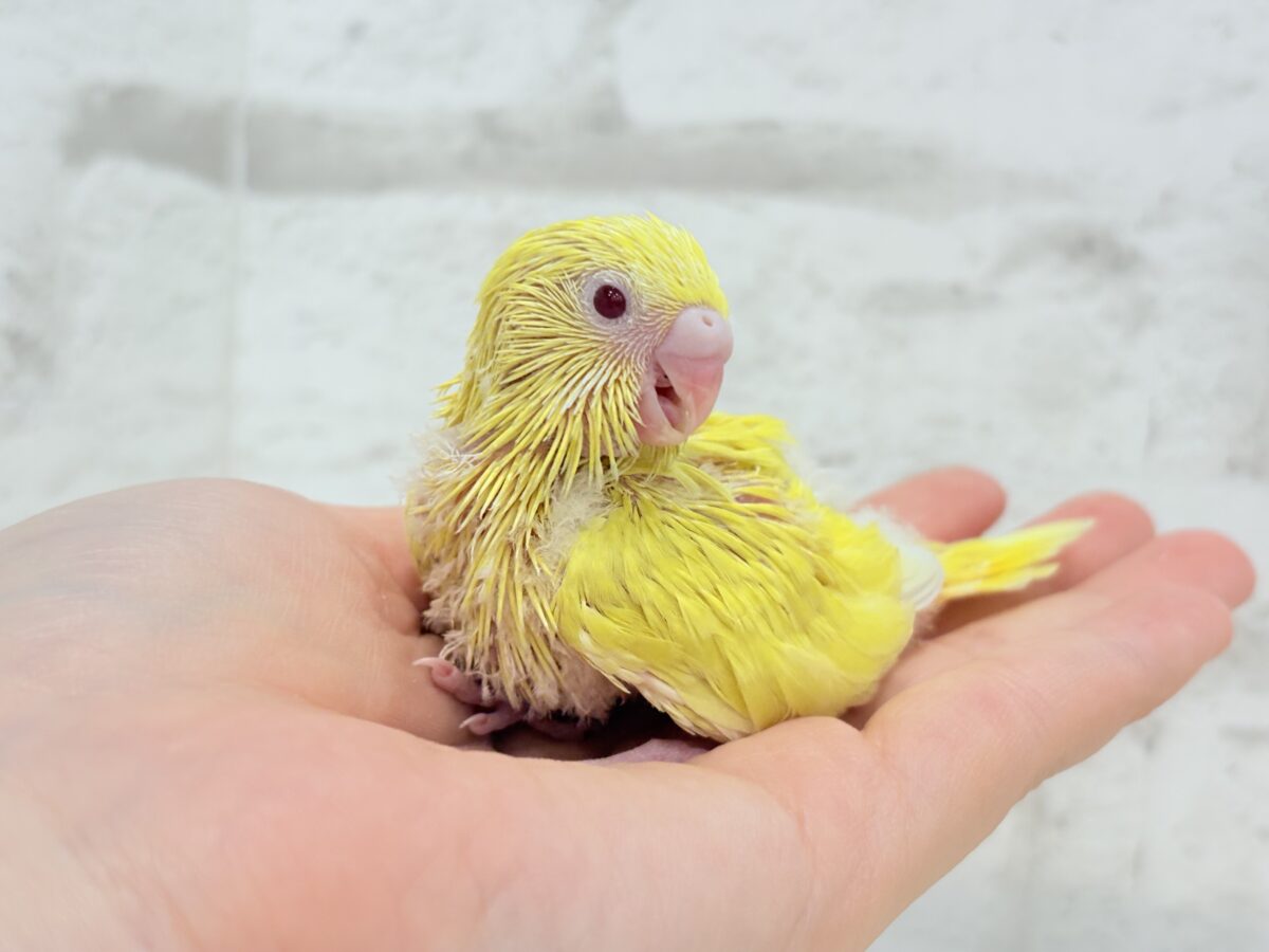 セキセイインコ