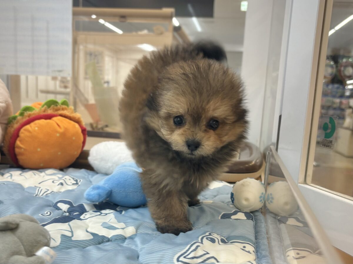 ポメプー