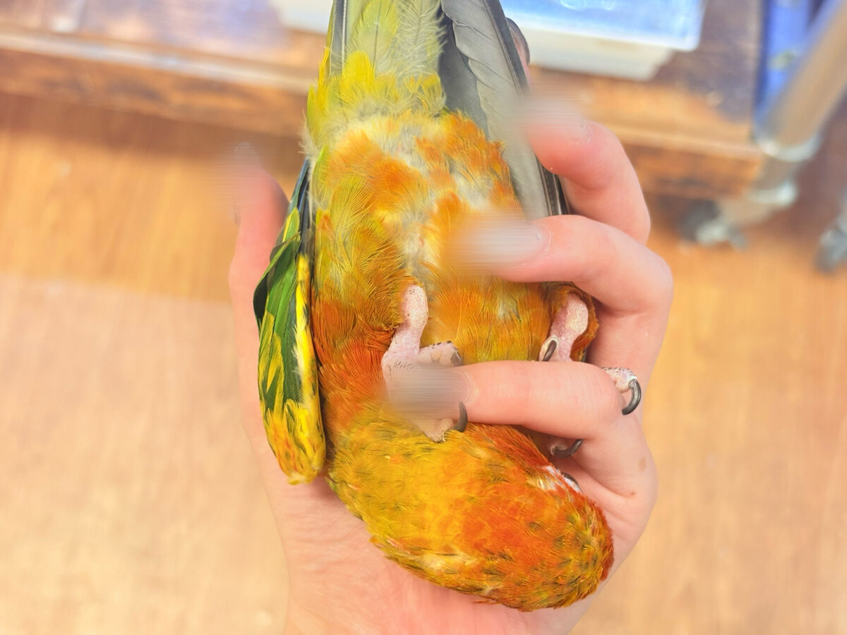 コガネメキシコインコ
