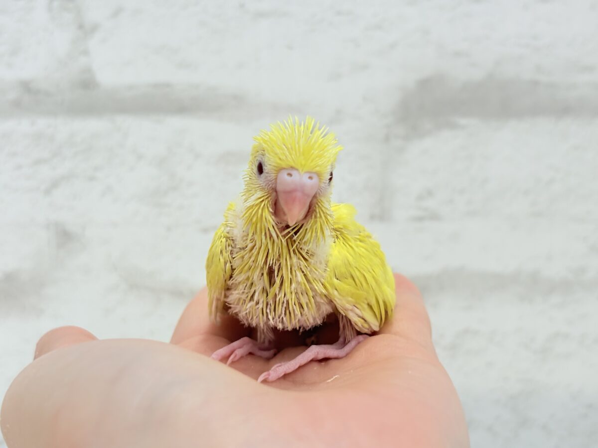 セキセイインコ