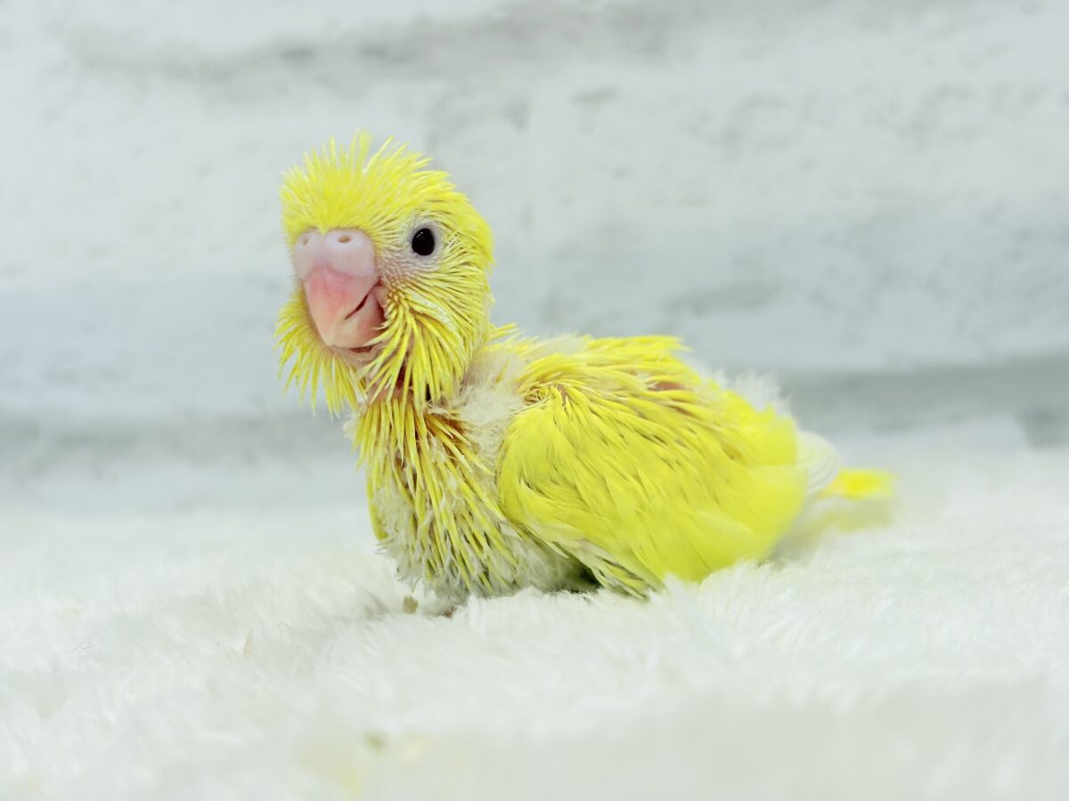セキセイインコ