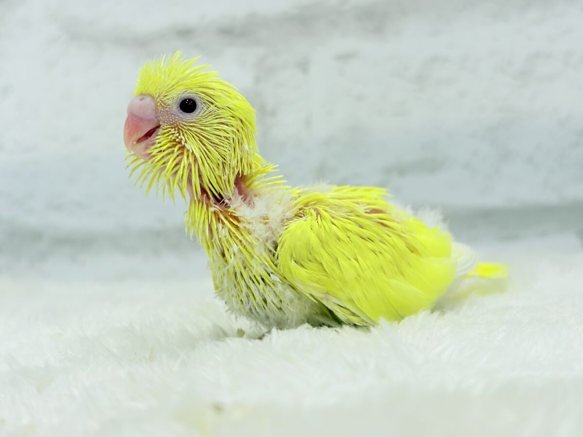 セキセイインコ
