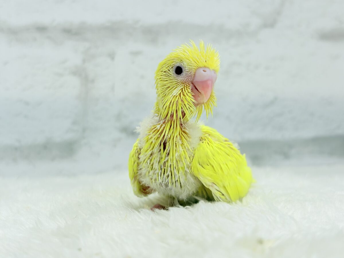 セキセイインコ