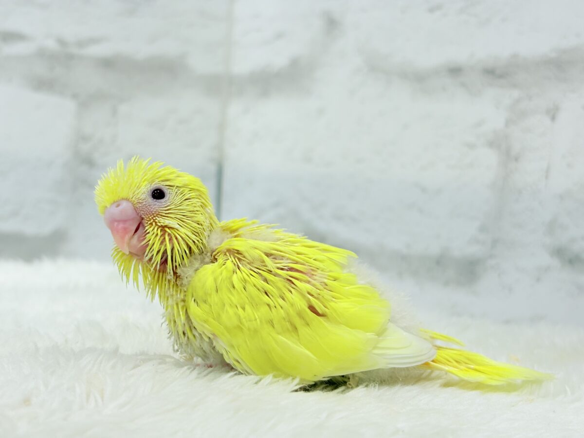 セキセイインコ