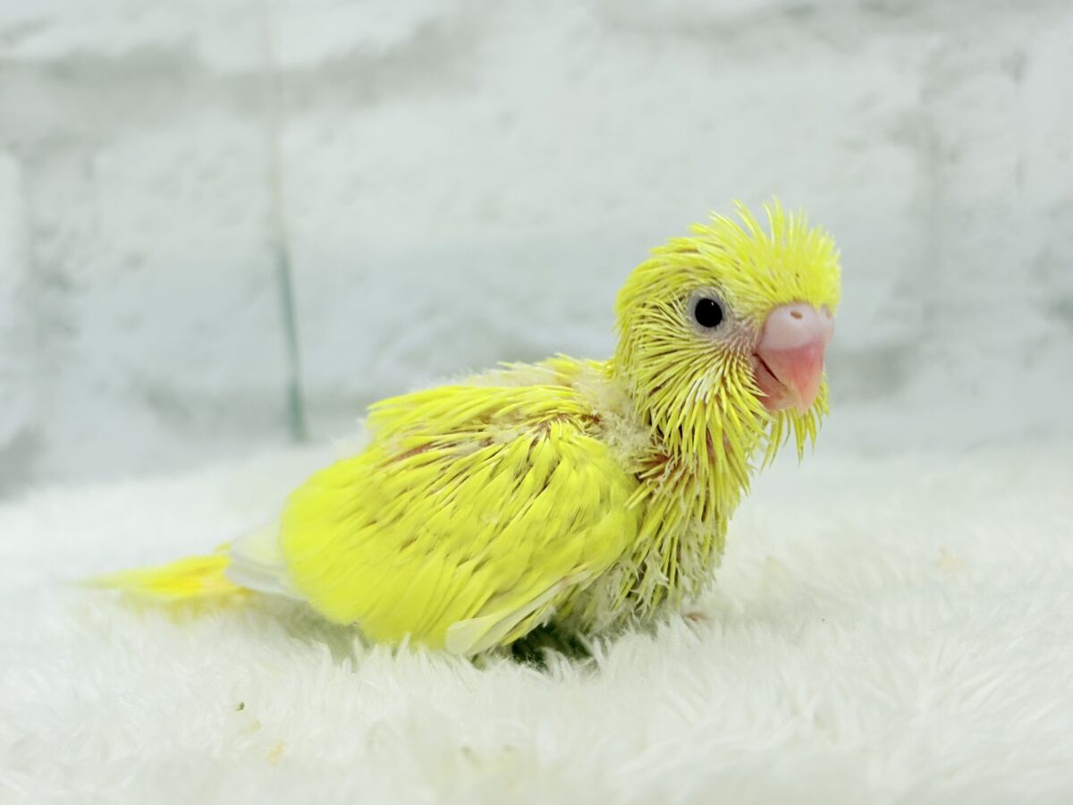 セキセイインコ