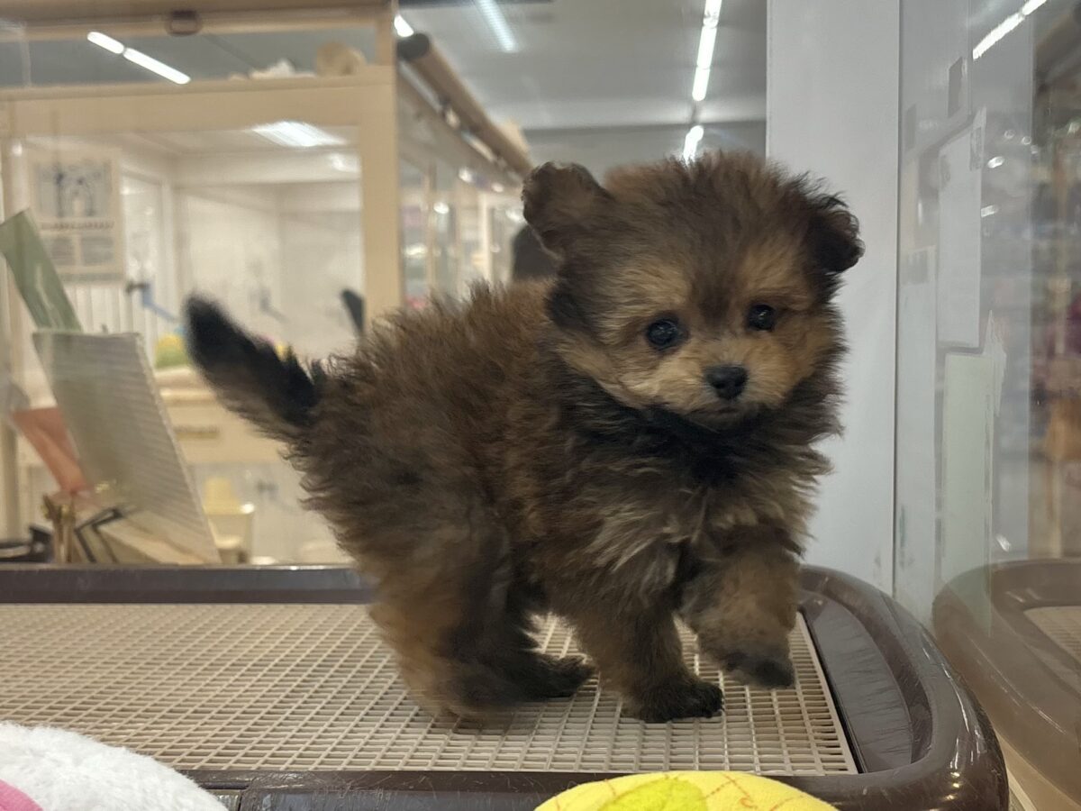 ポメプー