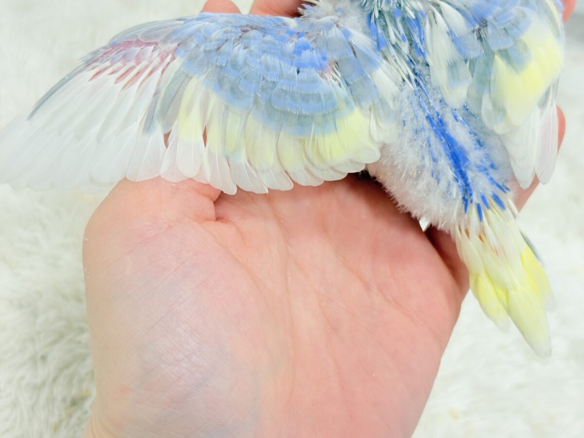 セキセイインコ