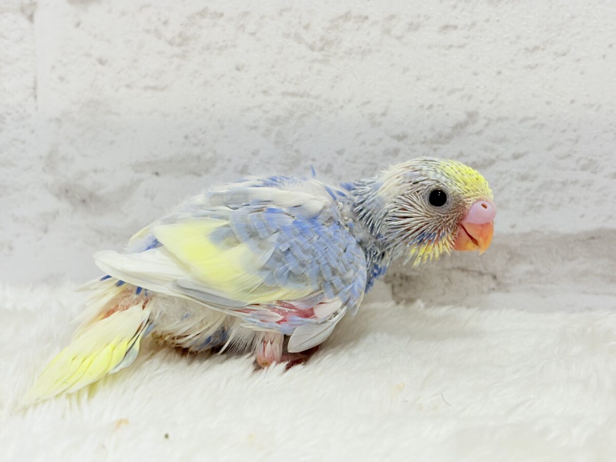 セキセイインコ