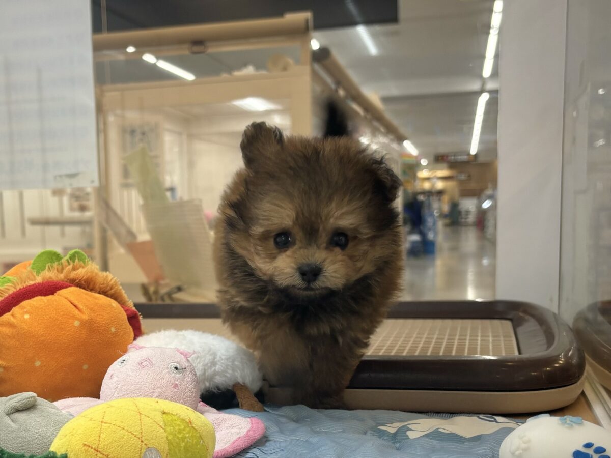 ポメプー