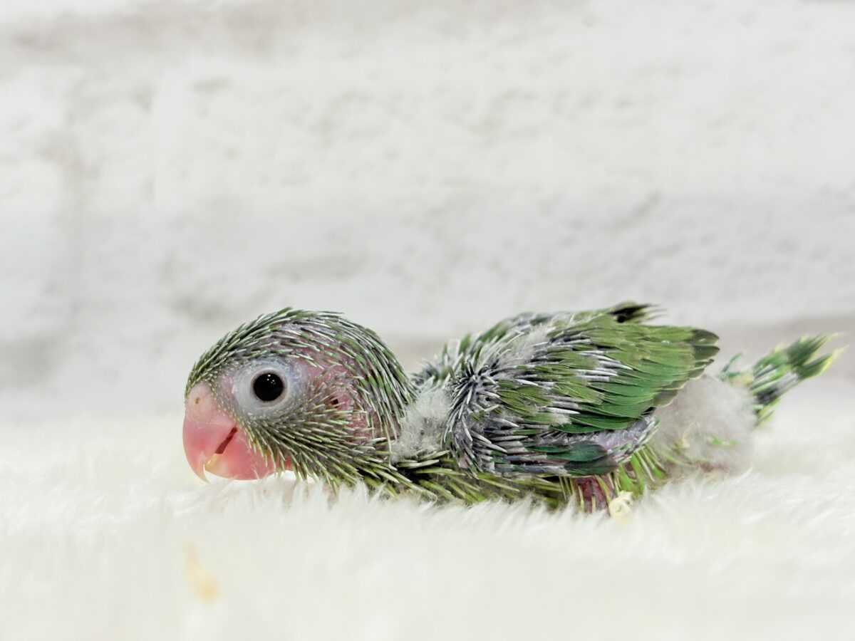 マメルリハ