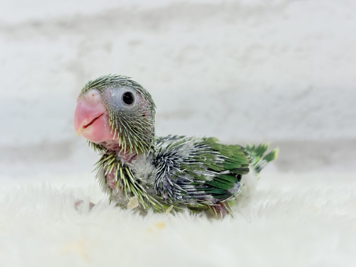 マメルリハ