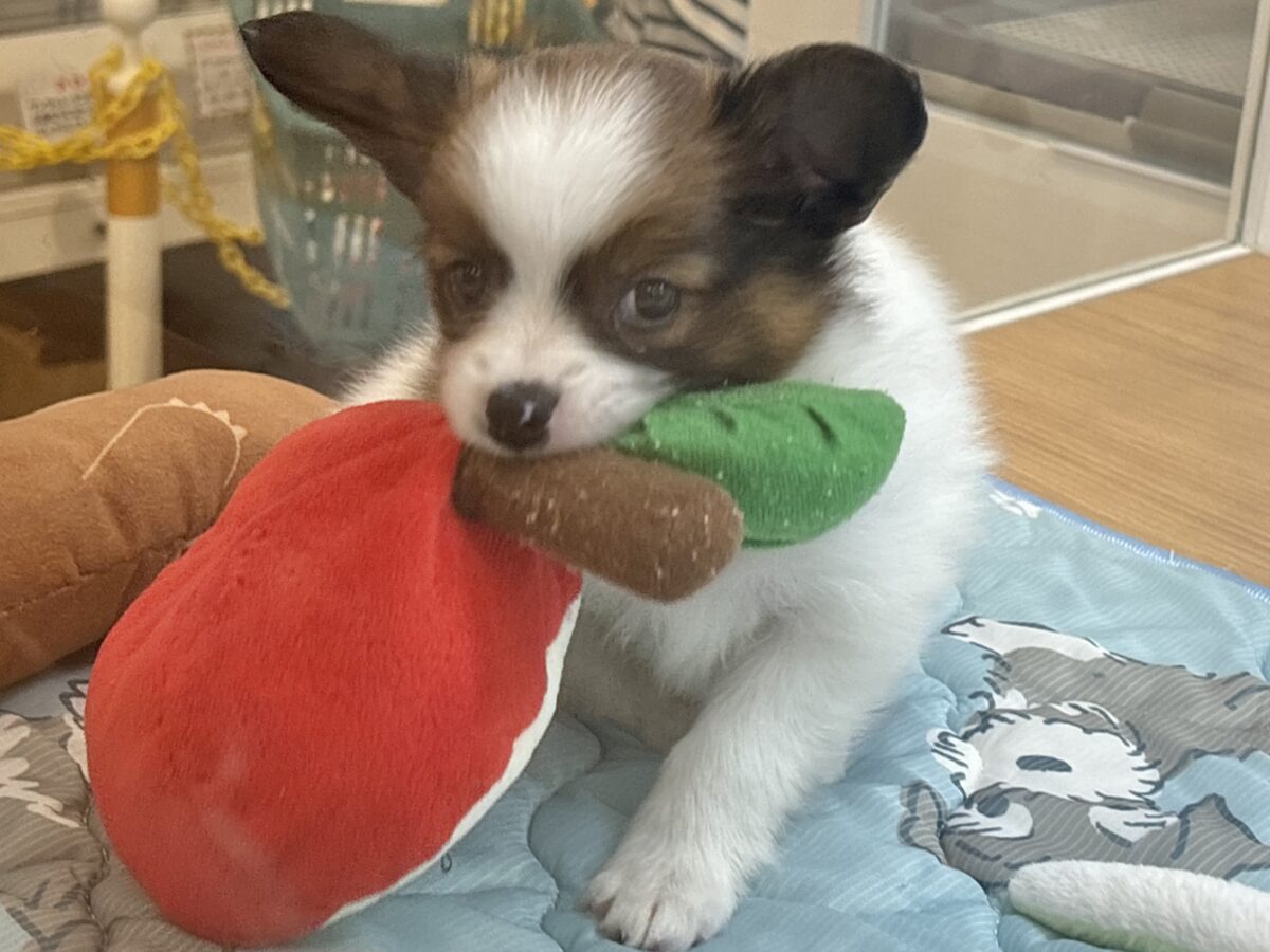 パピヨン