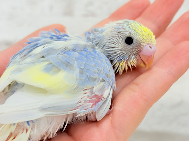 お花みたいな色合い🐣💙✿.*･セキセイインコ(パステルレインボースパングルパイド) ヒナ