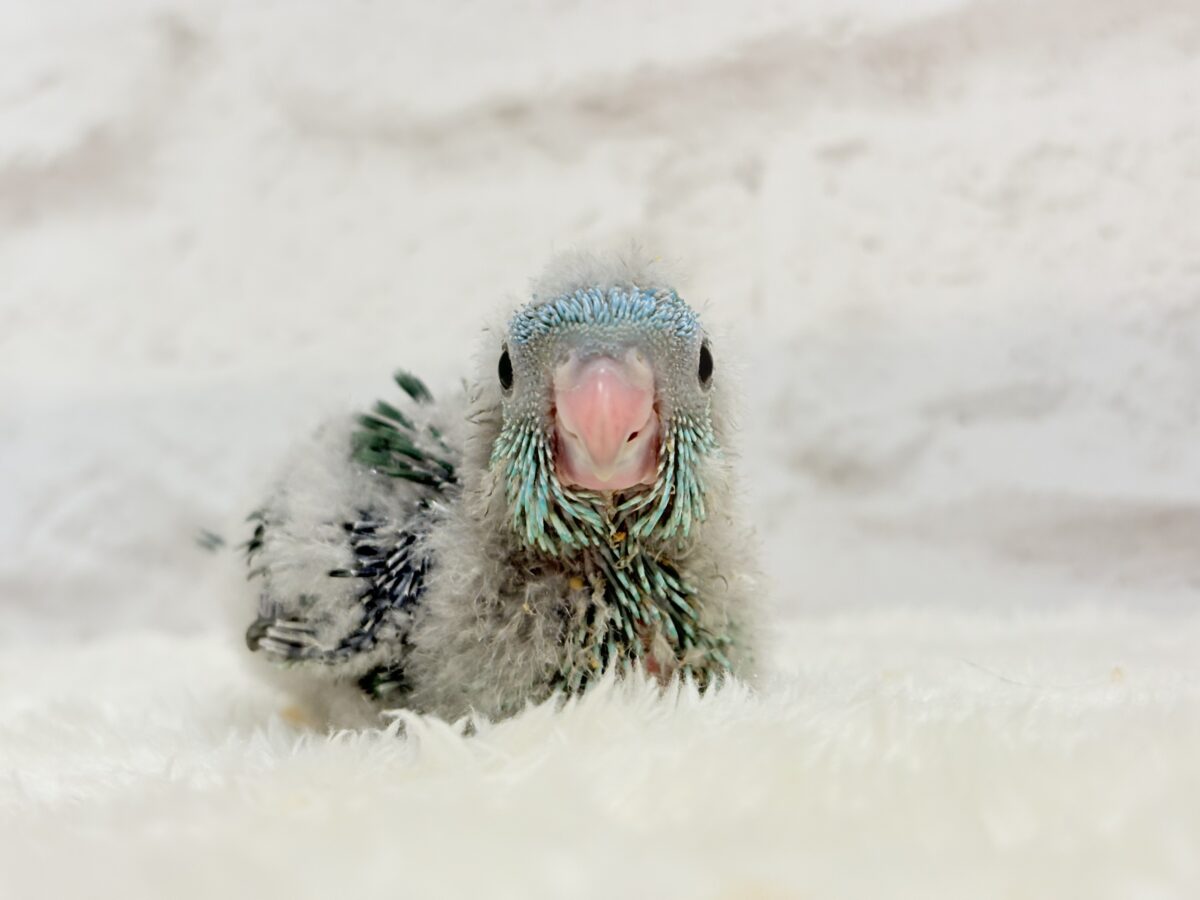 サザナミインコ