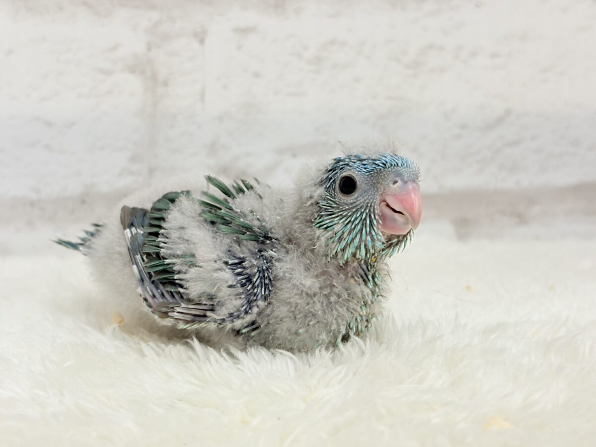 サザナミインコ