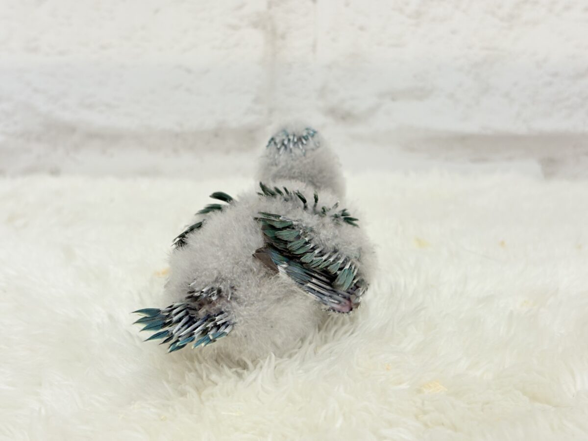 サザナミインコ