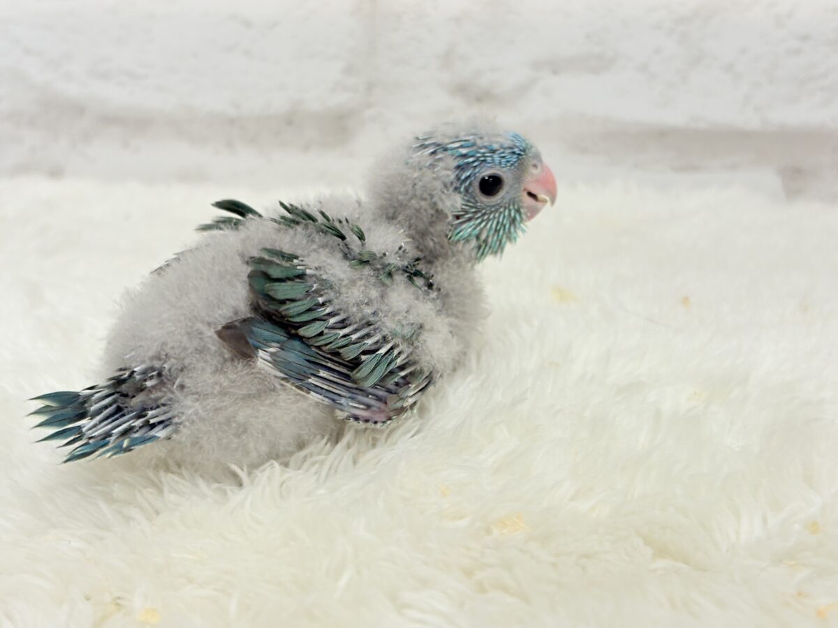 サザナミインコ
