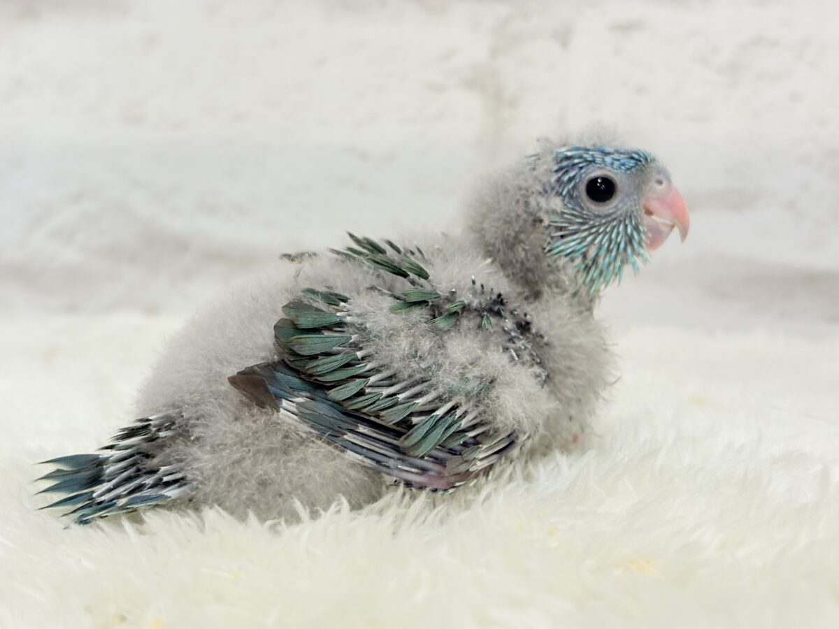 サザナミインコ