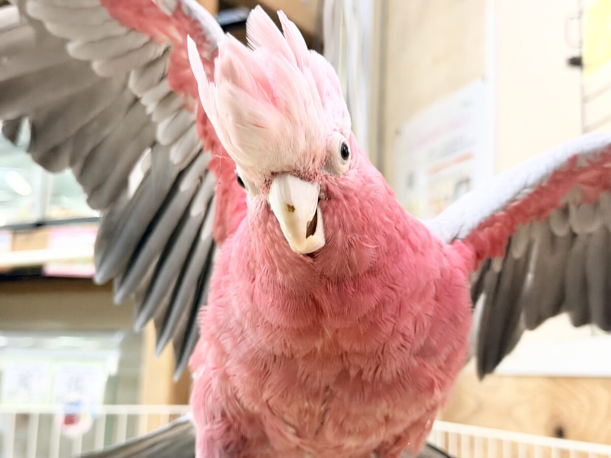 じゅわっと✨🍑甘えん坊モモイロインコがやってきた〜🩷