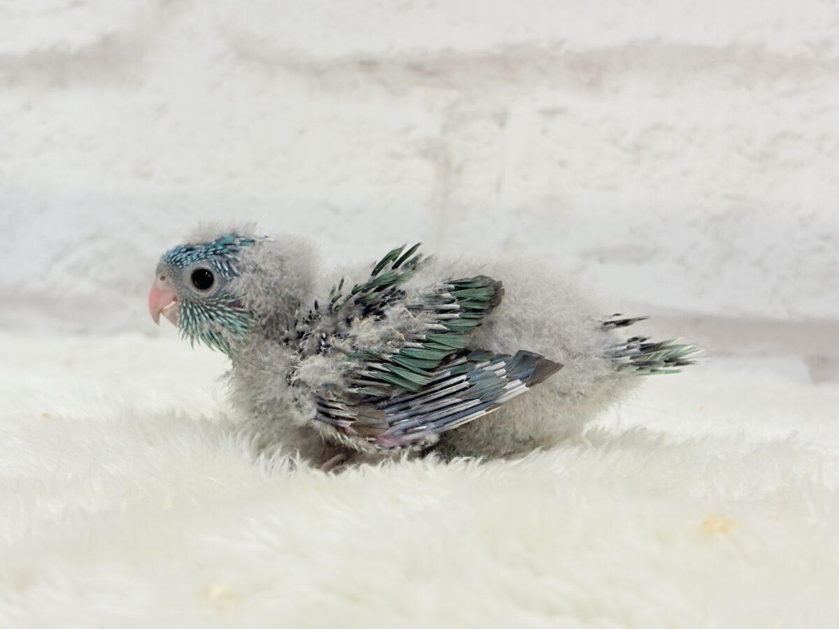 サザナミインコ