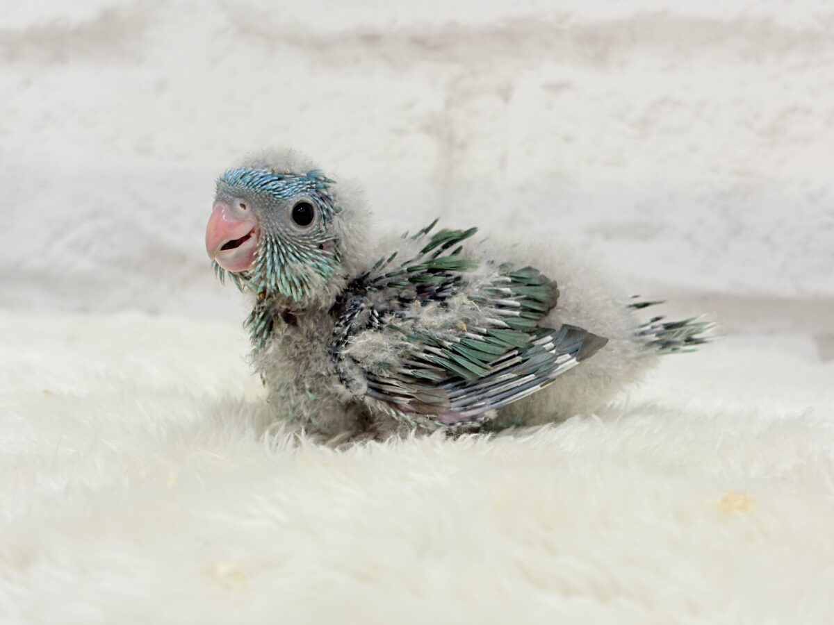 サザナミインコ