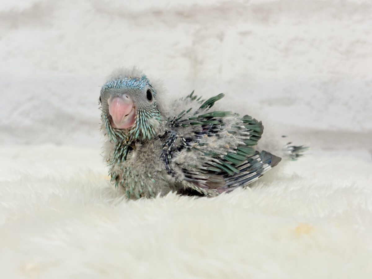 サザナミインコ