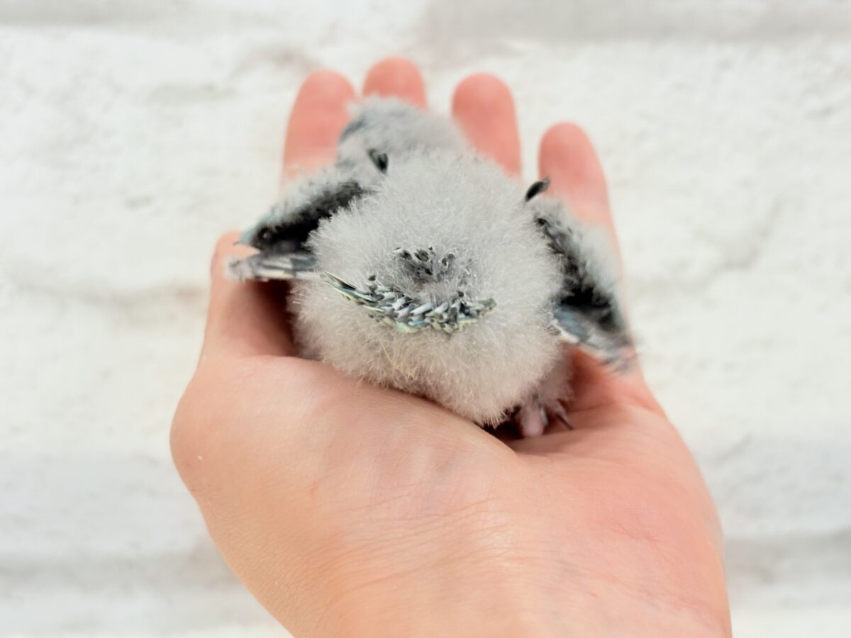 サザナミインコ