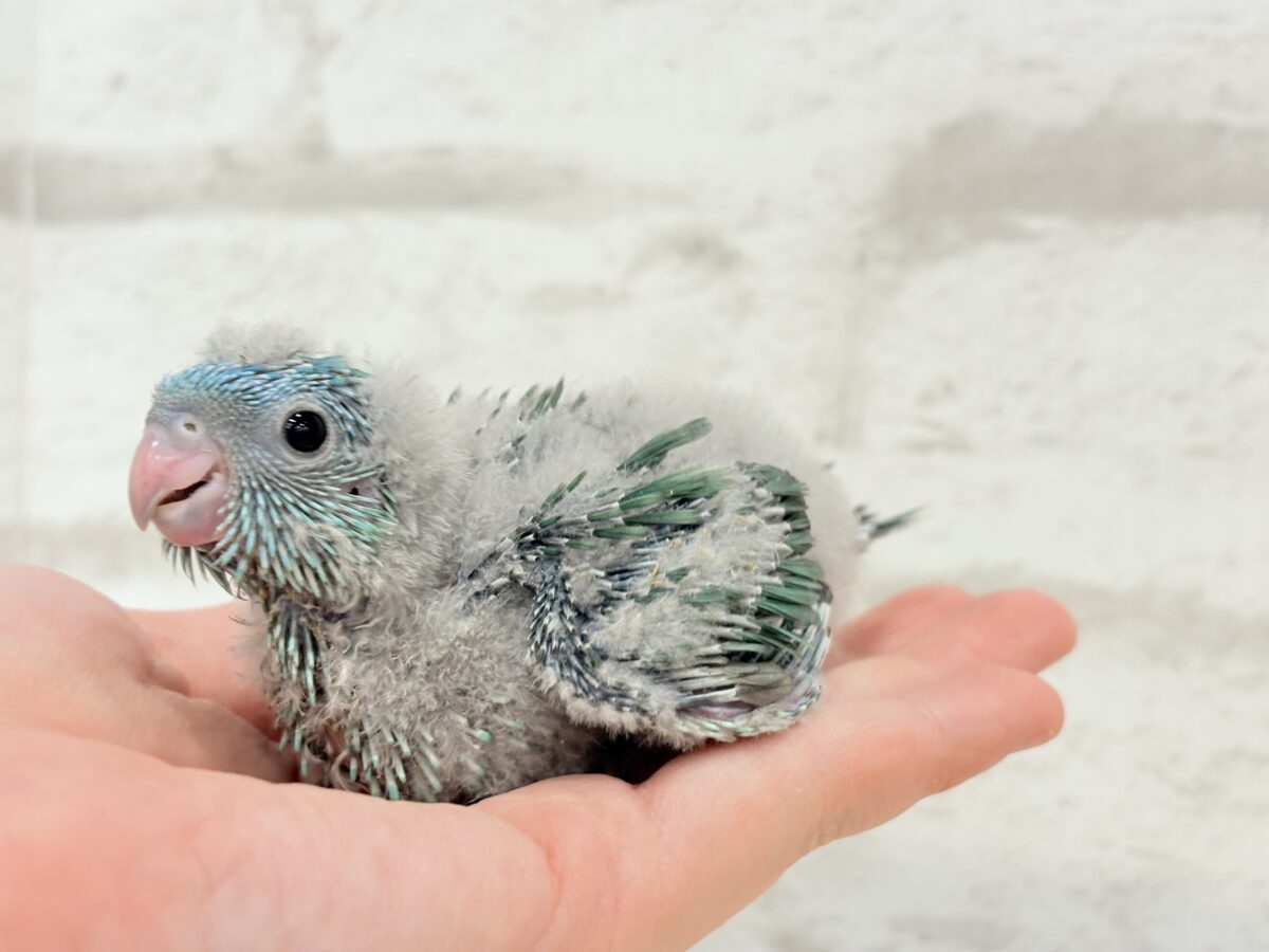 サザナミインコ