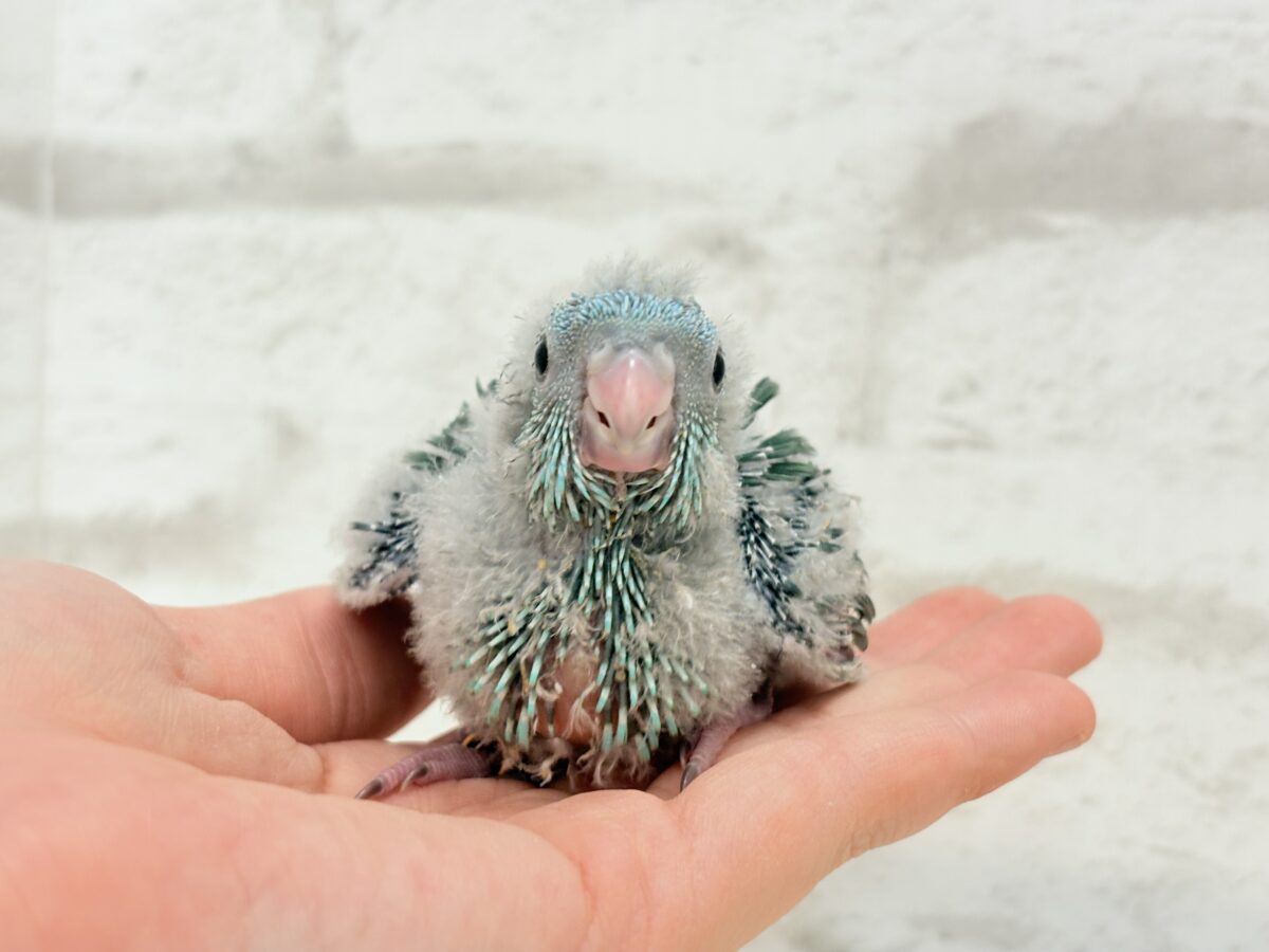 サザナミインコ