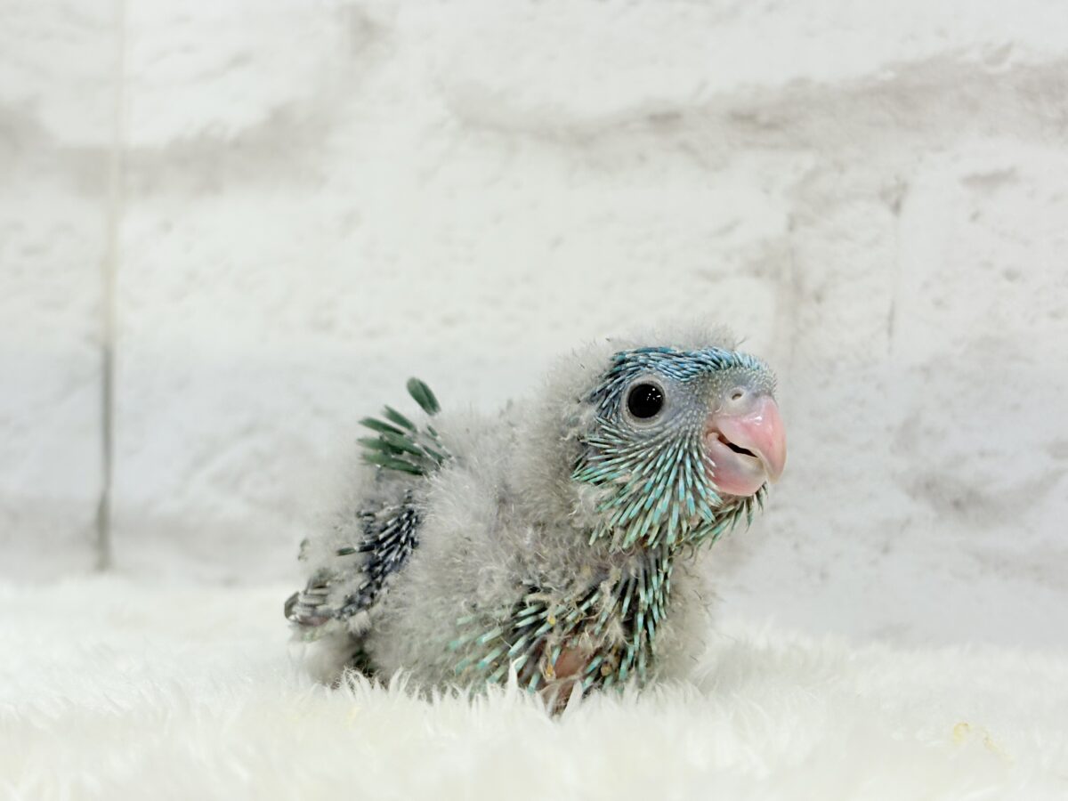 サザナミインコ