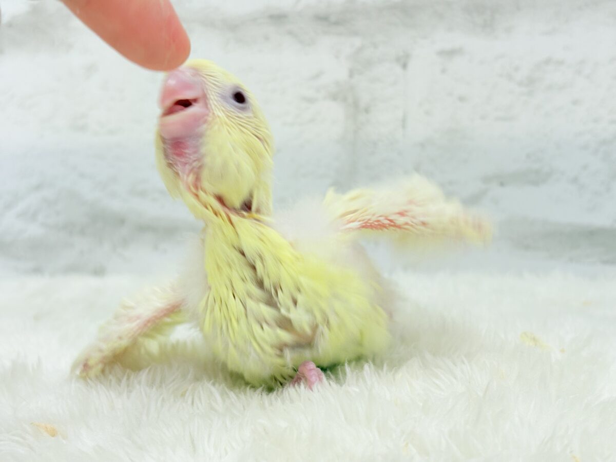 サザナミインコ