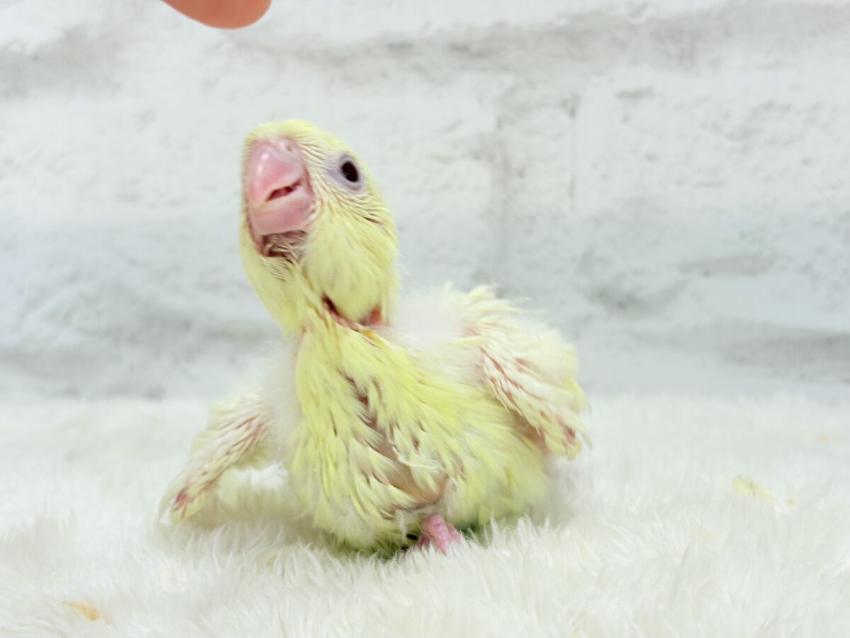 サザナミインコ