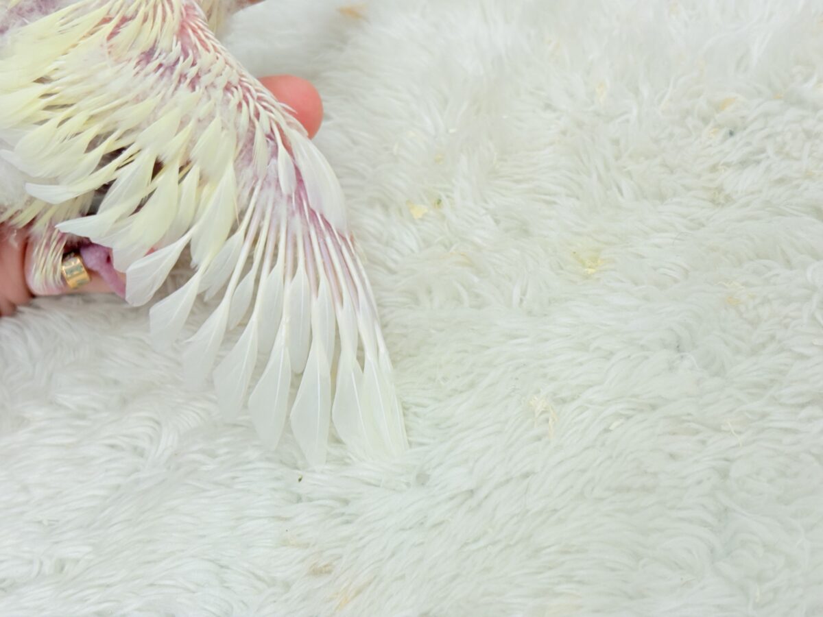 サザナミインコ