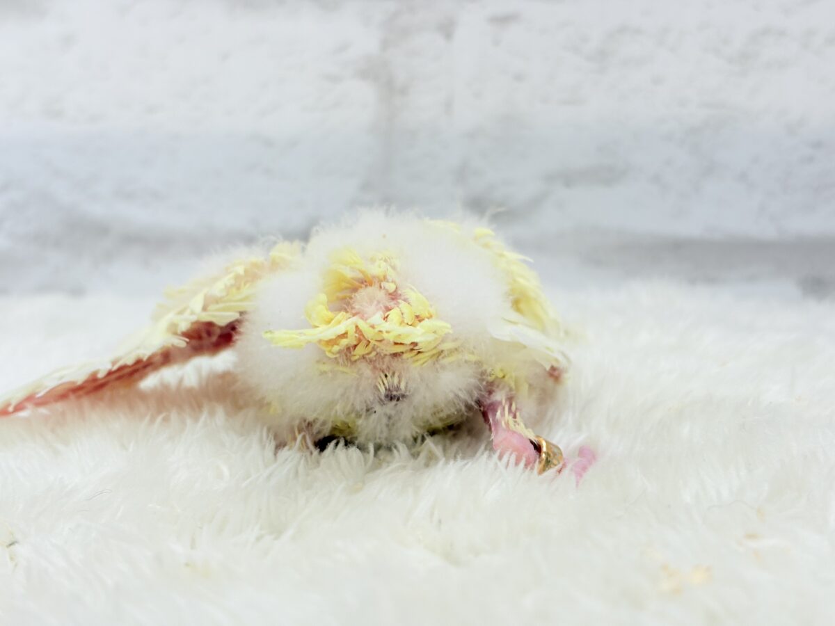 サザナミインコ