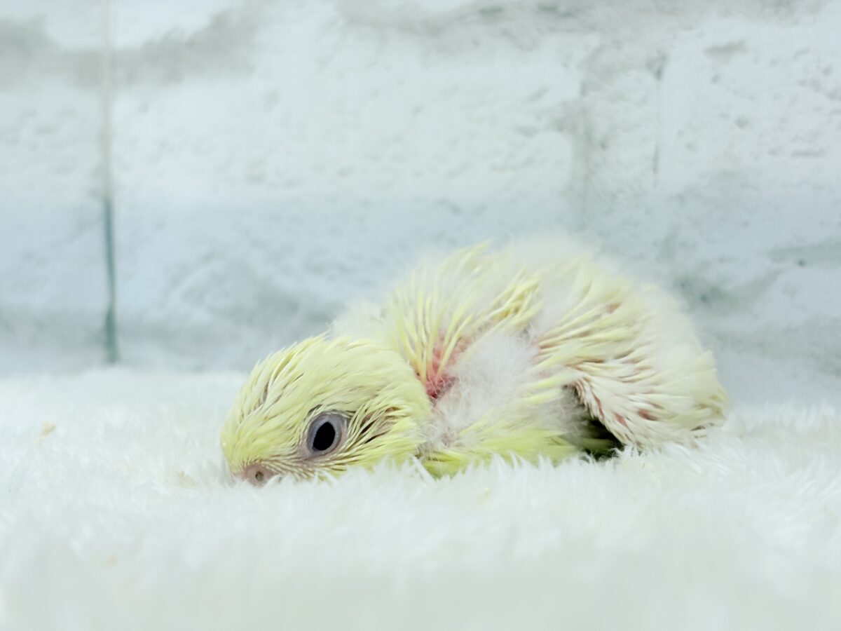 サザナミインコ