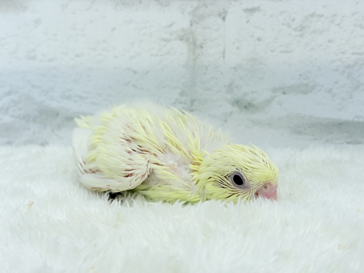 サザナミインコ