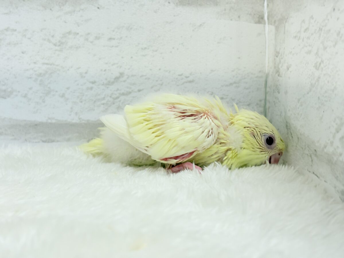 サザナミインコ