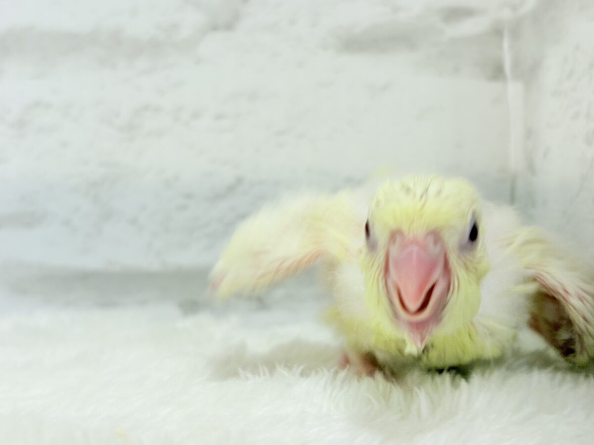 サザナミインコ