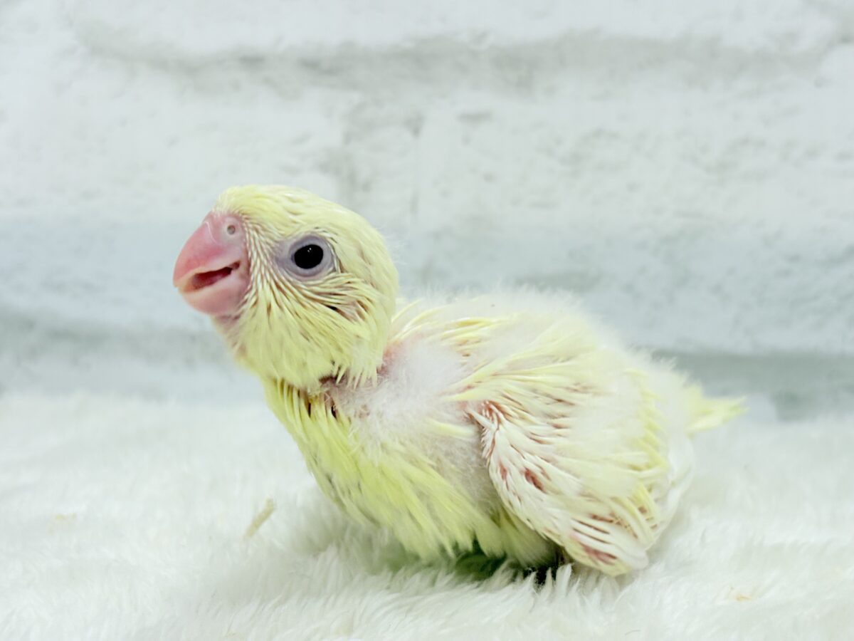 サザナミインコ