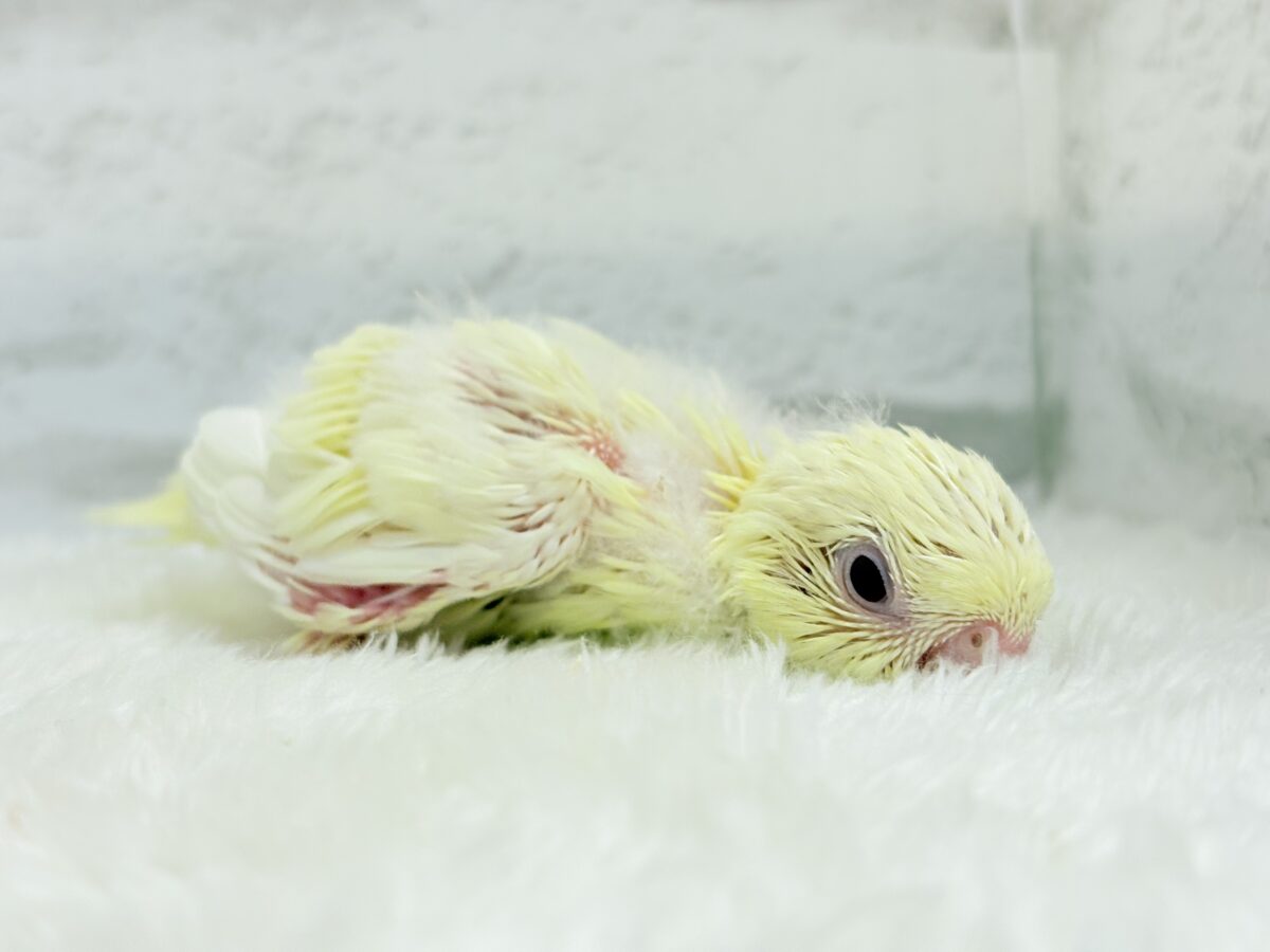 サザナミインコ
