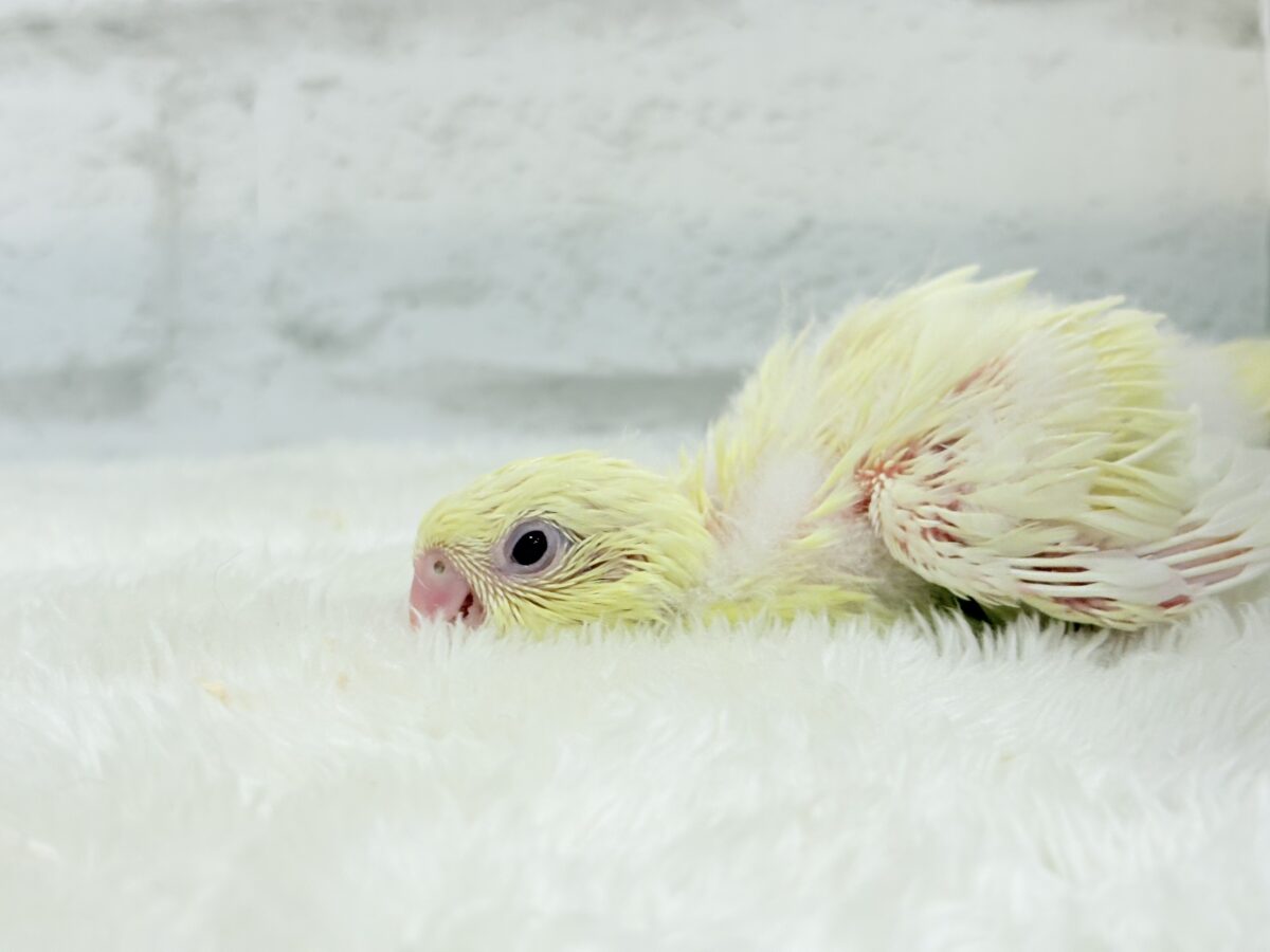 サザナミインコ