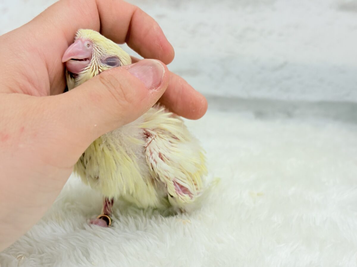 サザナミインコ