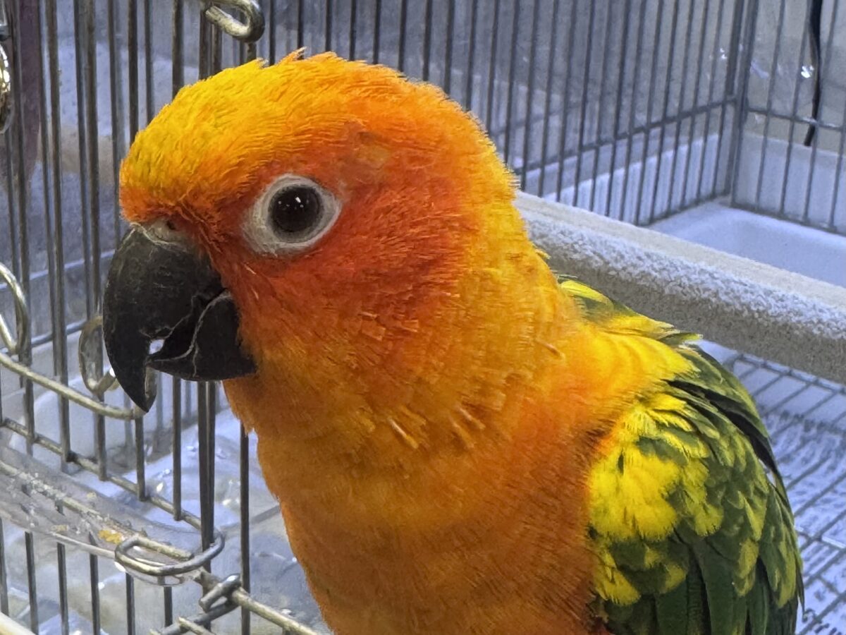 コガネメキシコインコ