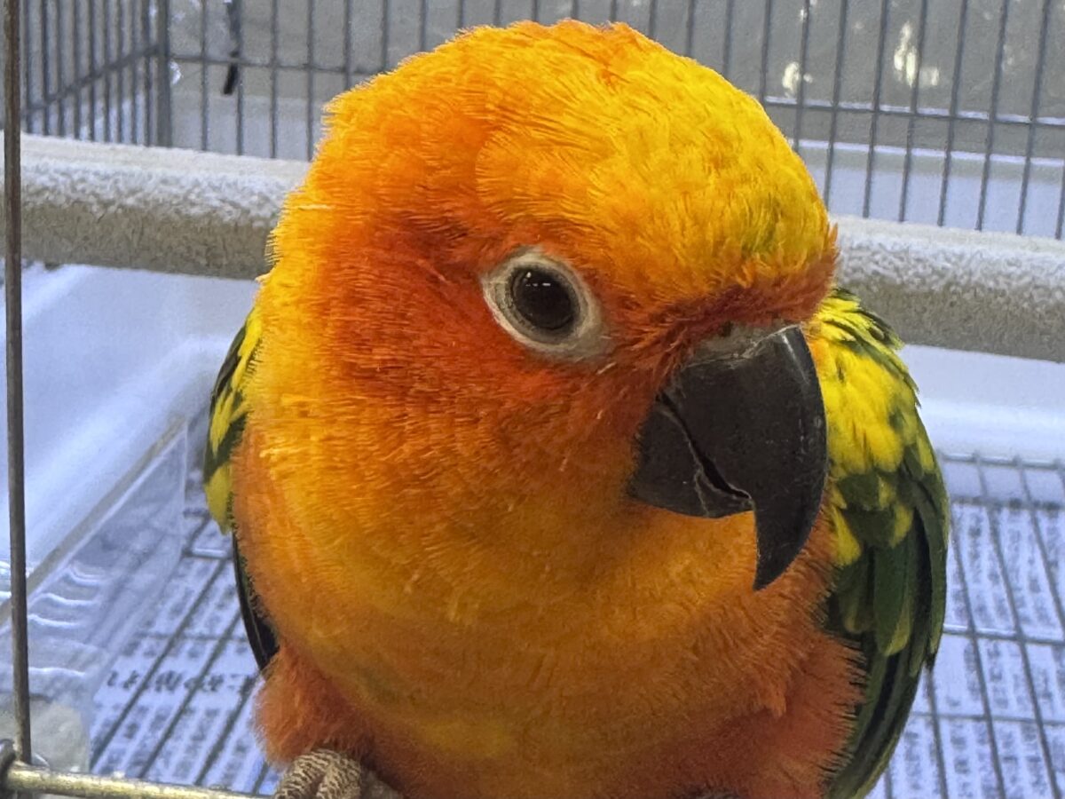 コガネメキシコインコ