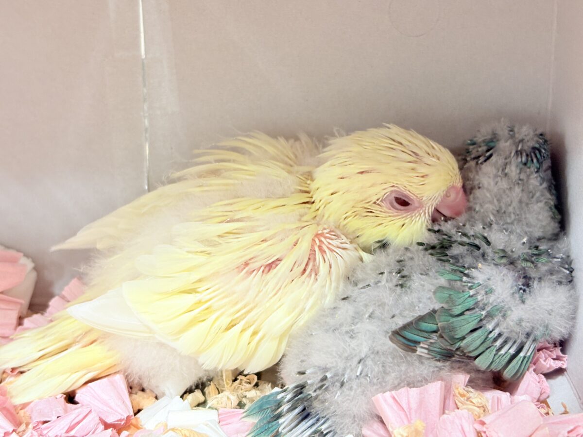 サザナミインコ