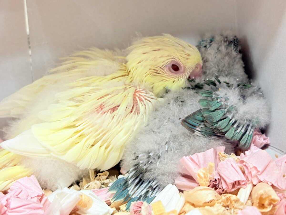 サザナミインコ