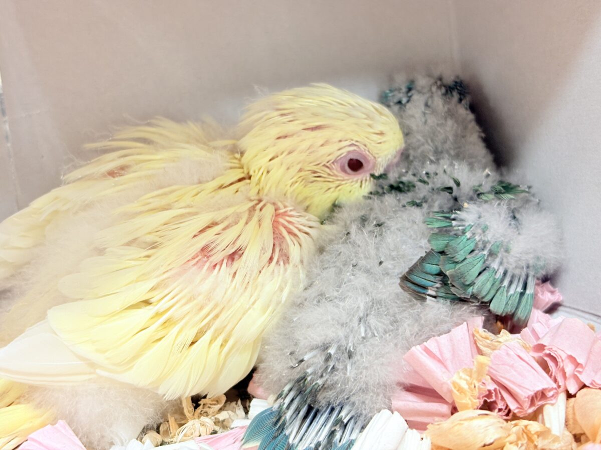 サザナミインコ